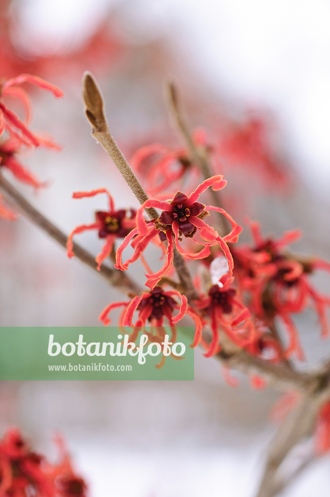 469015 - Witch hazel (Hamamelis x intermedia 'Feuerzauber')