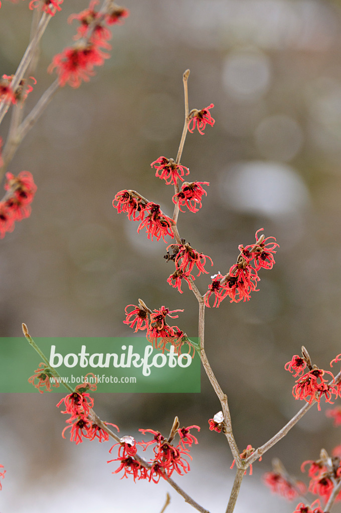 469016 - Witch hazel (Hamamelis x intermedia 'Feuerzauber')