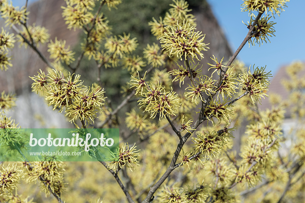 664159 - Witch hazel (Hamamelis x intermedia 'Gimborn's Perfume')