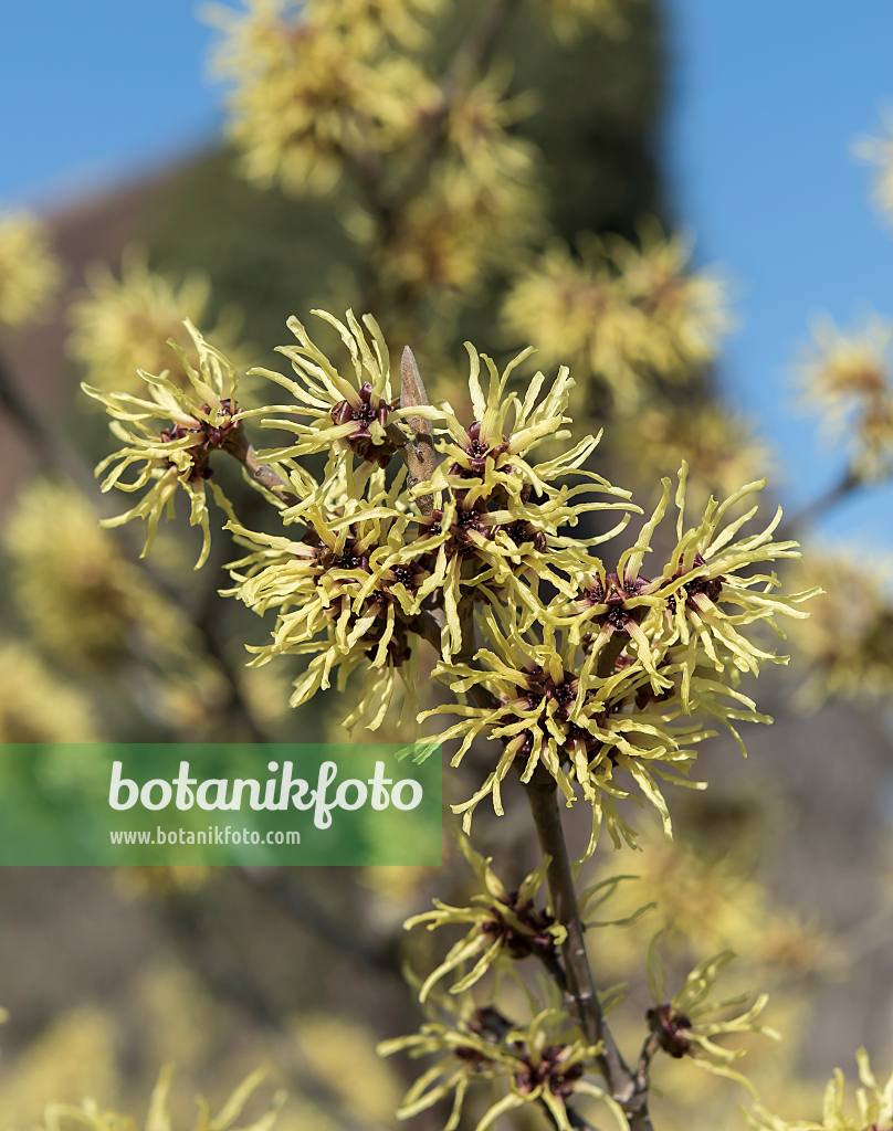 664160 - Witch hazel (Hamamelis x intermedia 'Gimborn's Perfume')