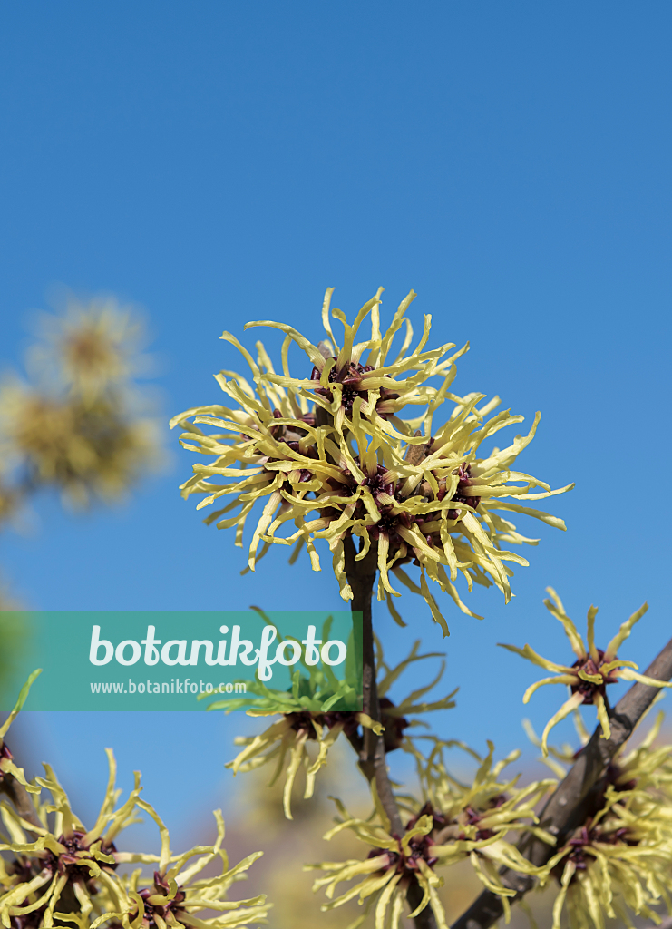 664161 - Witch hazel (Hamamelis x intermedia 'Gimborn's Perfume')