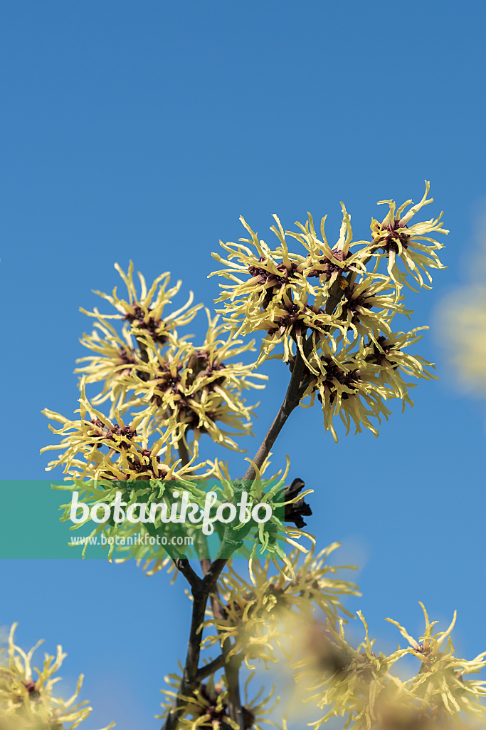 664162 - Witch hazel (Hamamelis x intermedia 'Gimborn's Perfume')