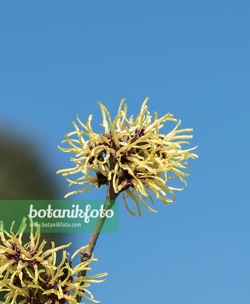 664163 - Witch hazel (Hamamelis x intermedia 'Gimborn's Perfume')