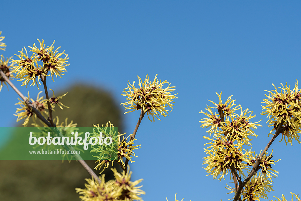 664164 - Witch hazel (Hamamelis x intermedia 'Gimborn's Perfume')