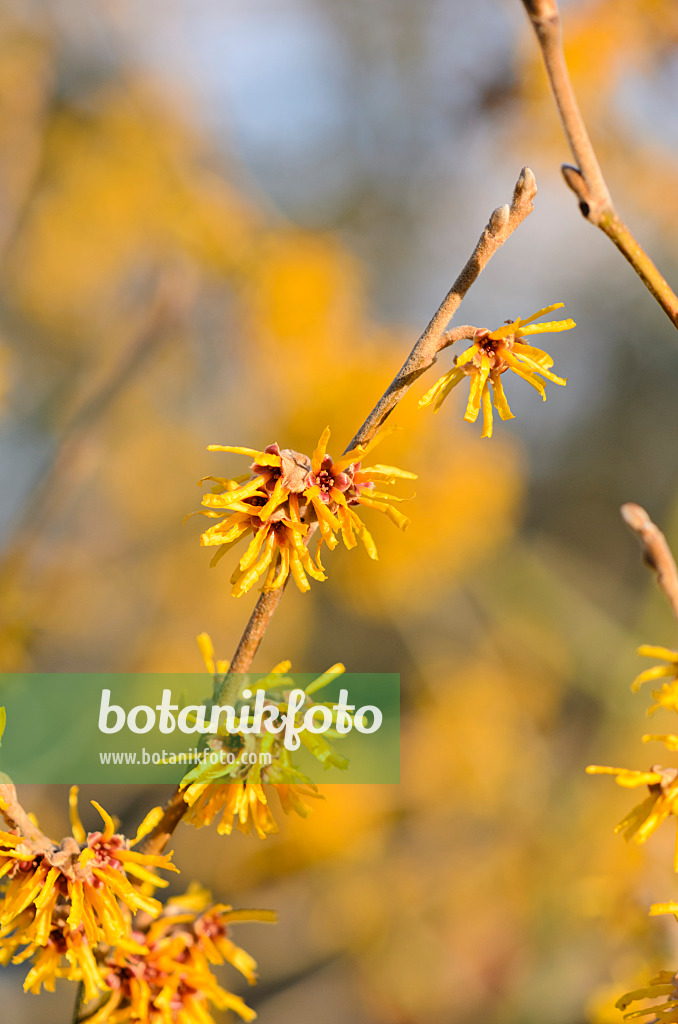 529101 - Witch hazel (Hamamelis x intermedia 'Orange Beauty')