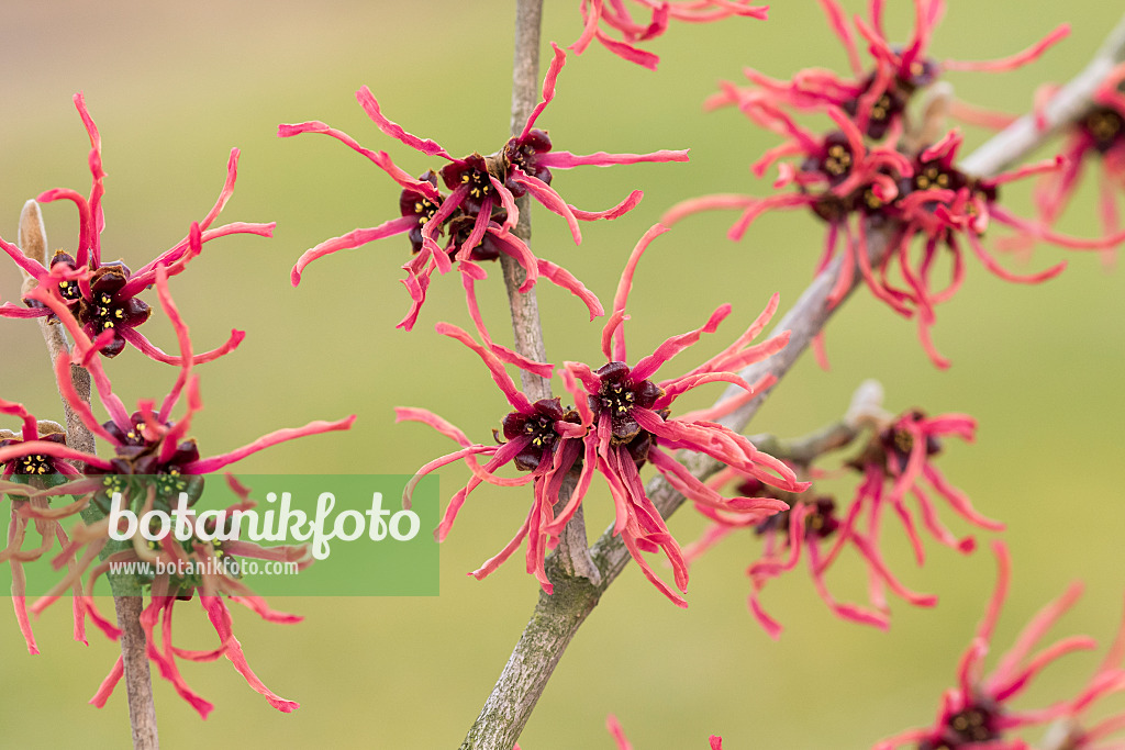 625223 - Witch hazel (Hamamelis x intermedia 'Ruby Glow')