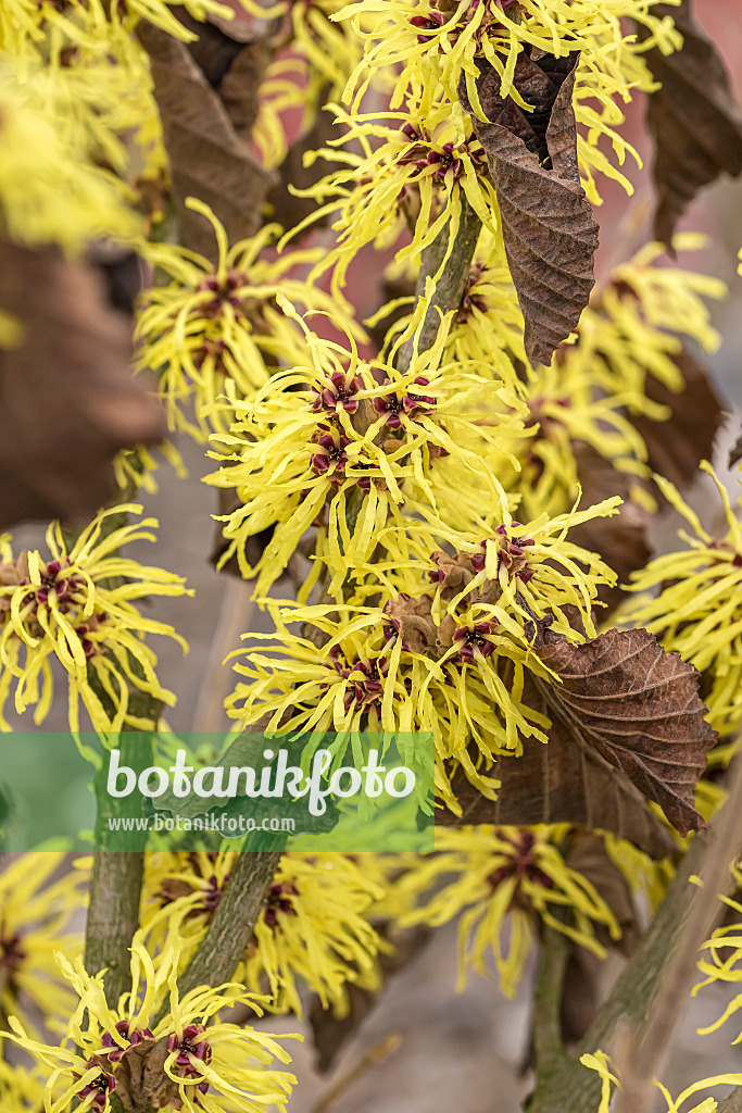 616232 - Witch hazel (Hamamelis x intermedia 'Sunburst')
