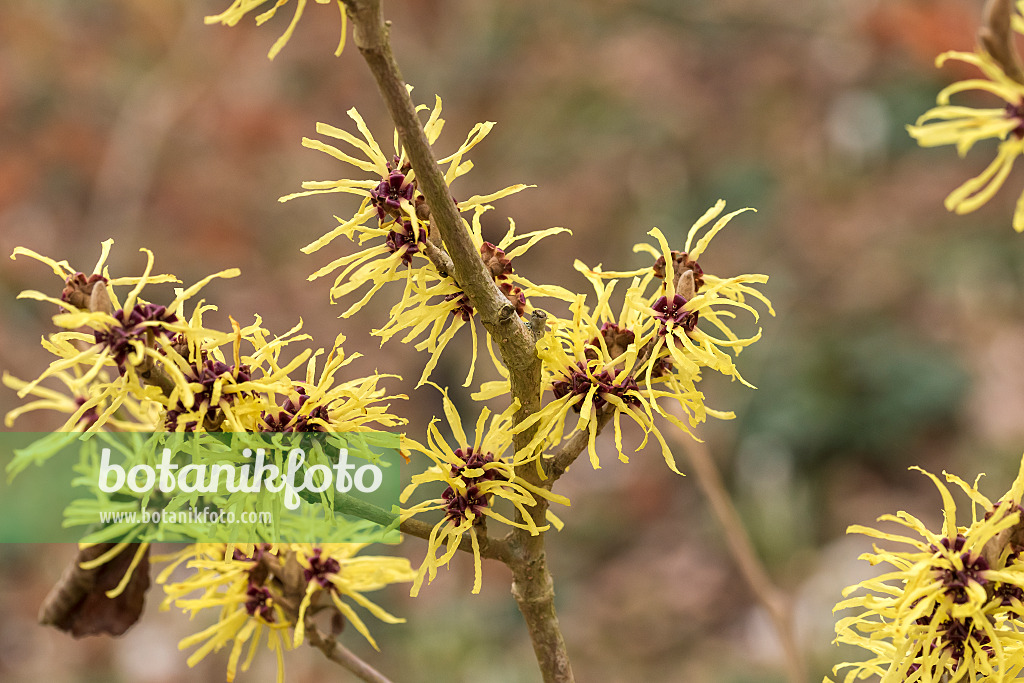 625224 - Witch hazel (Hamamelis x intermedia 'Sunburst')