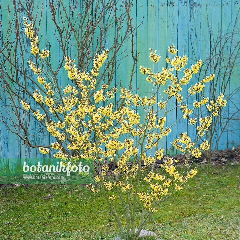 502211 - Witch hazel (Hamamelis x intermedia 'Westerstede')