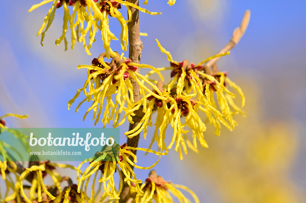 529230 - Witch hazel (Hamamelis x intermedia 'Westerstede')