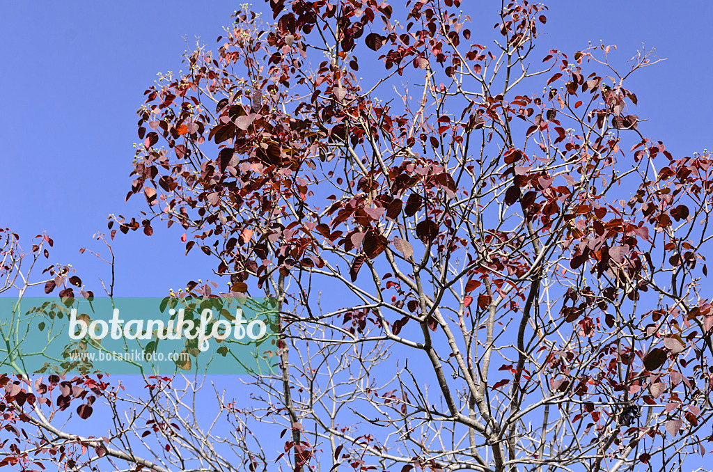 564029 - Wolfsmilch (Euphorbia cotinifolia)