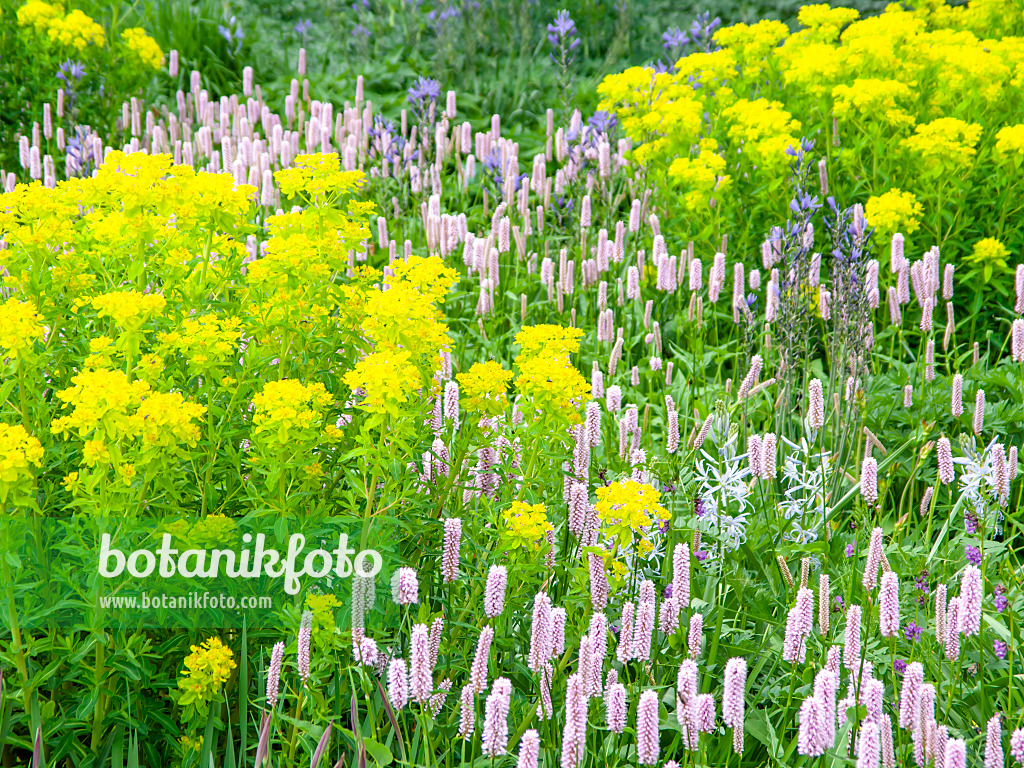 437396 - Wolfsmilch (Euphorbia) und Teppichknöterich (Bistorta affinis syn. Polygonum affine)
