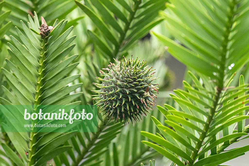 664480 - Wollemi pine (Wollemia nobilis)