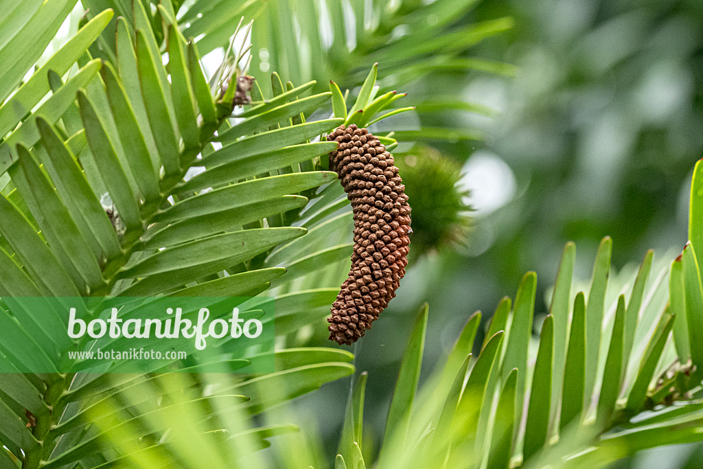 664481 - Wollemi pine (Wollemia nobilis)