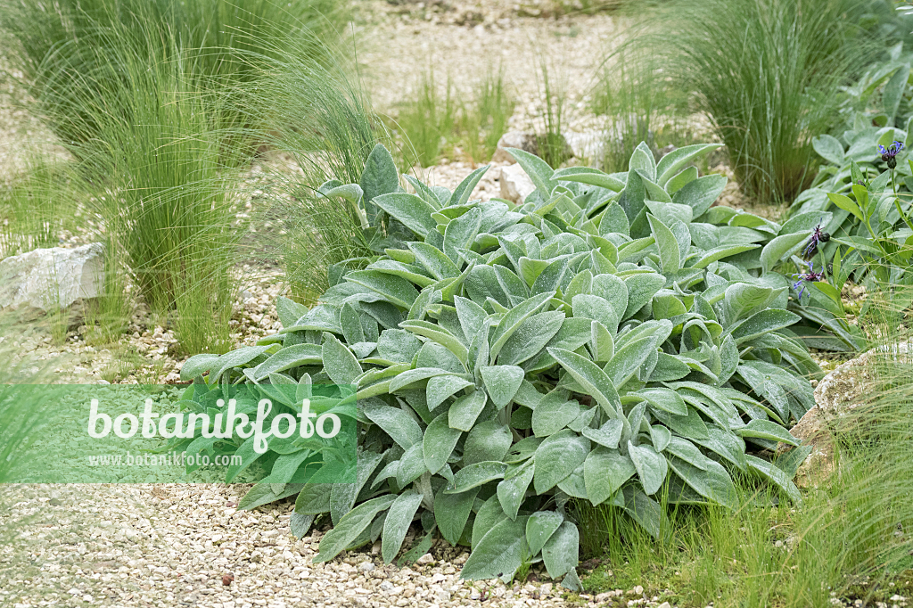 664440 - Wollziest (Stachys byzantina 'Big Ears')