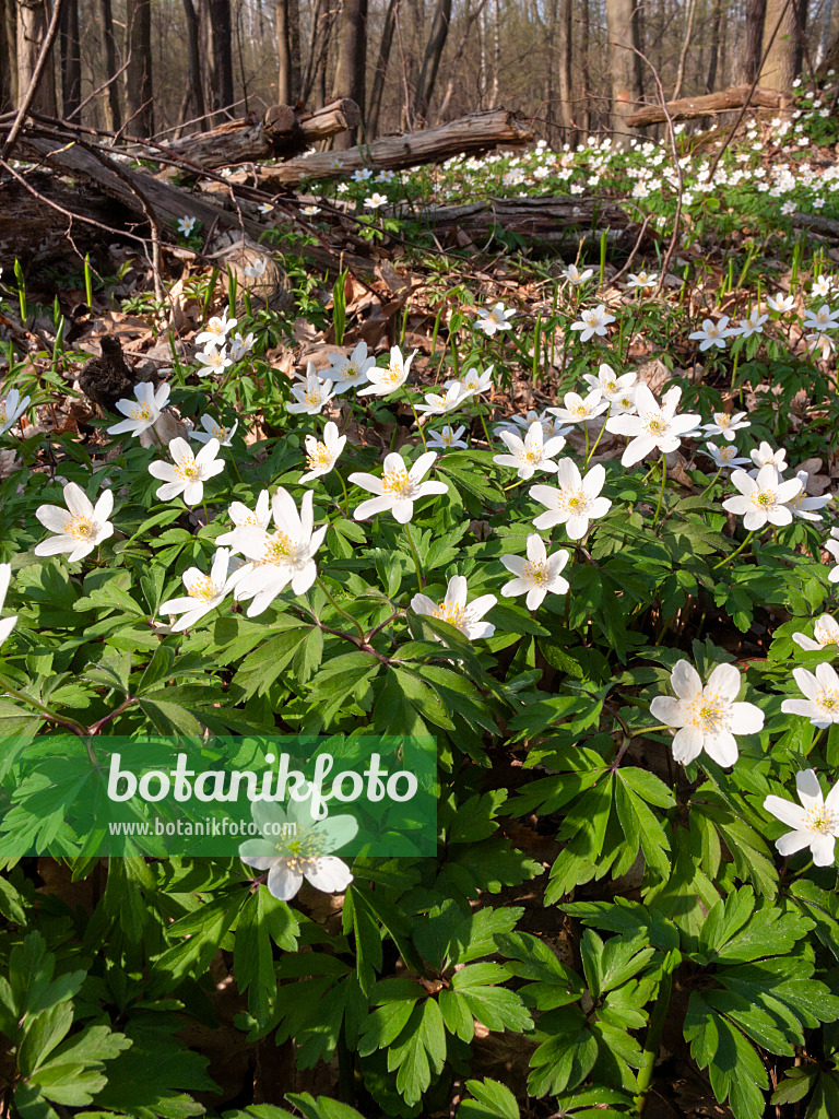 400101 - Wood anemone (Anemone nemorosa)