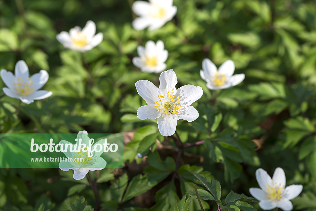 651065 - Wood anemone (Anemone nemorosa)
