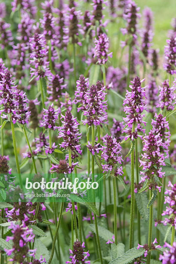 651538 - Wood betony (Betonica officinalis syn. Stachys officinalis)