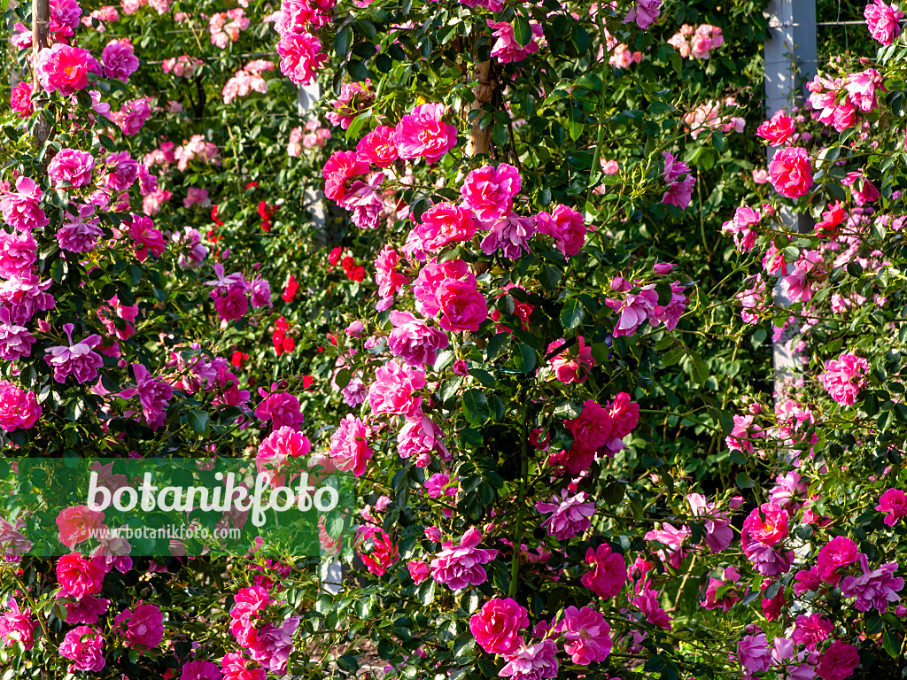 461058 - Wood rose (Rosa kordesii)