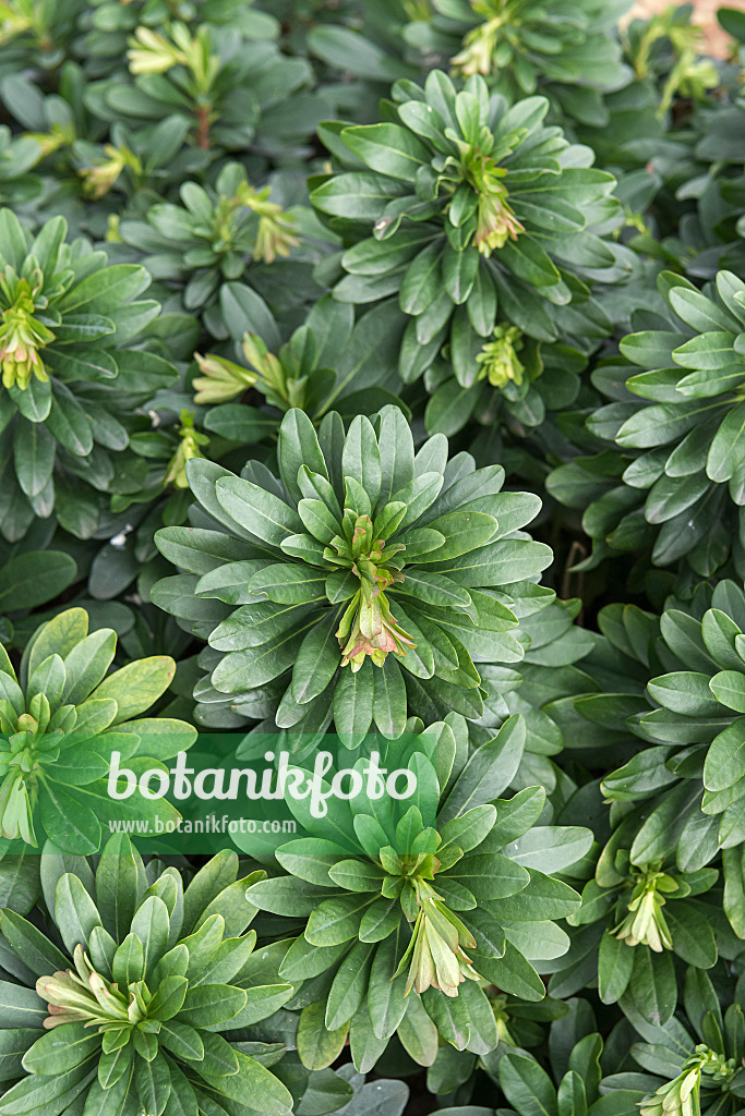 651254 - Wood spurge (Euphorbia amygdaloides var. robbiae)