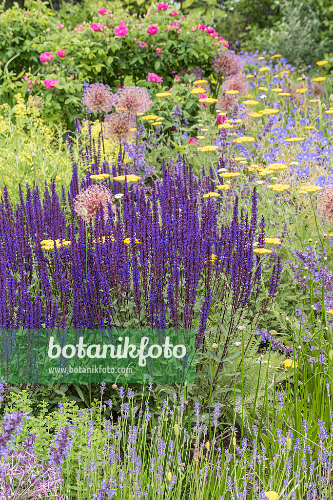 651497 - Woodland sage (Salvia nemorosa 'Caradonna')