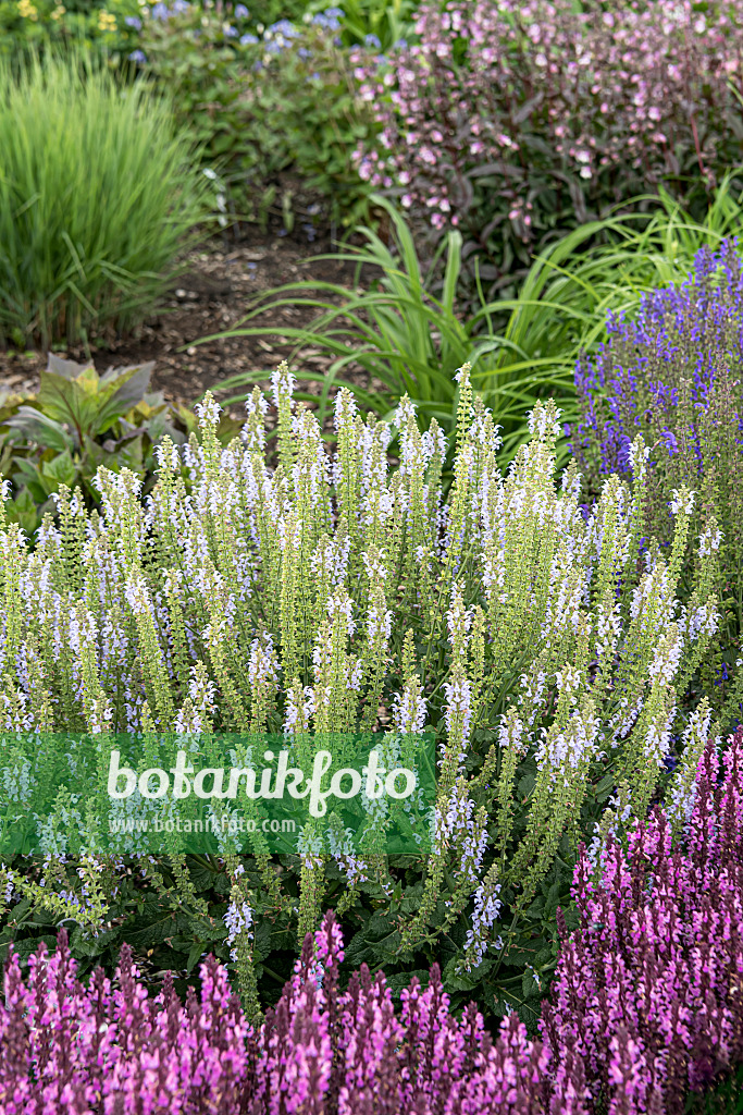 607205 - Woodland sage (Salvia nemorosa 'Color Spires Crystal Blue')