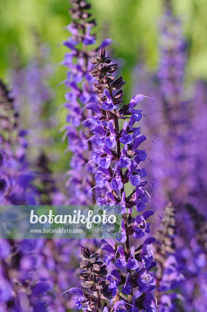 472386 - Woodland sage (Salvia nemorosa 'Mainacht')