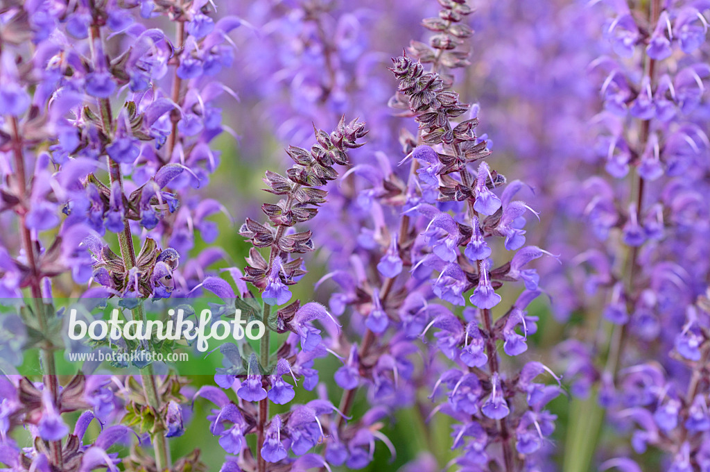 472389 - Woodland sage (Salvia nemorosa 'Mainacht')