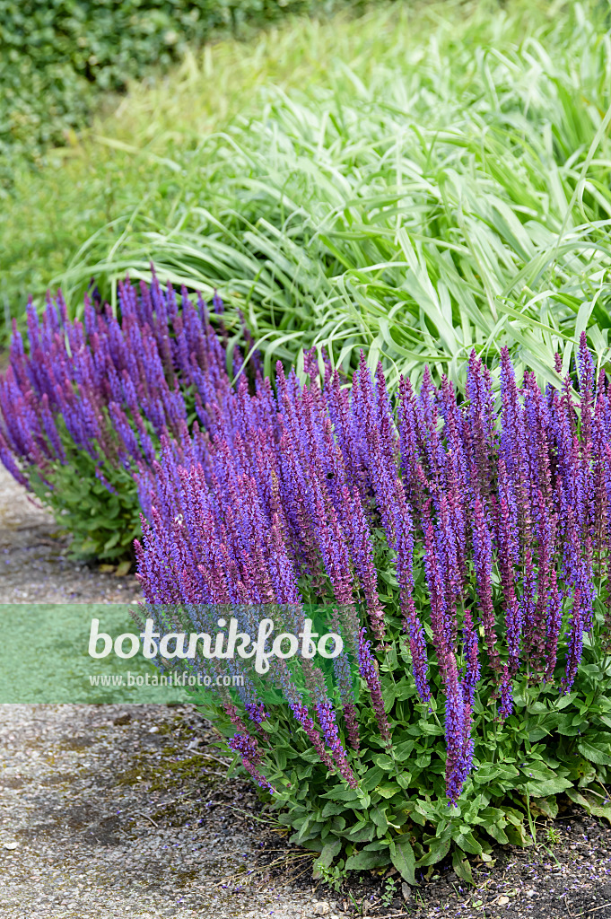 593198 - Woodland sage (Salvia nemorosa 'Ostfriesland')