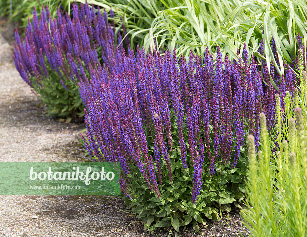 651498 - Woodland sage (Salvia nemorosa 'Ostfriesland')
