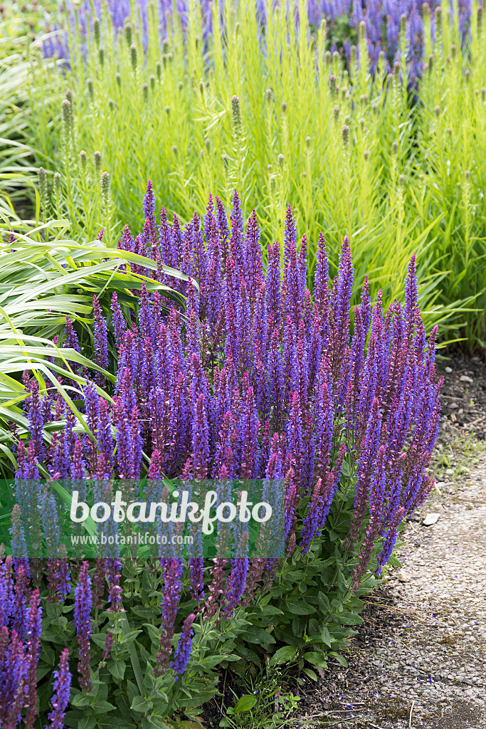 651499 - Woodland sage (Salvia nemorosa 'Ostfriesland')
