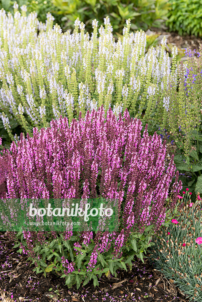 607206 - Woodland sage (Salvia nemorosa 'Pink Profusion')