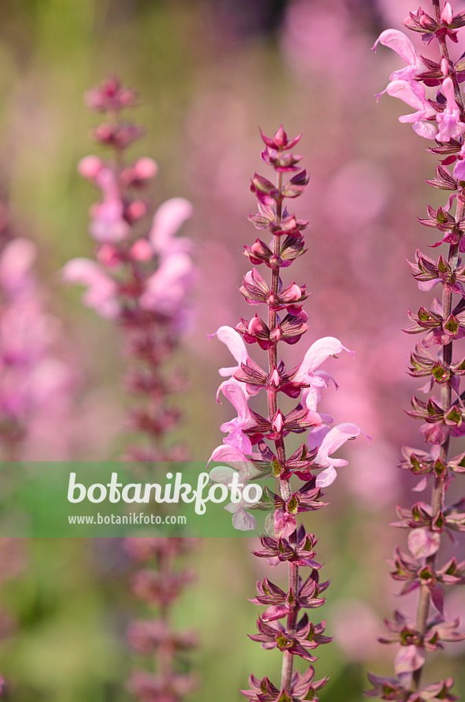 523225 - Woodland sage (Salvia nemorosa 'Rosea')