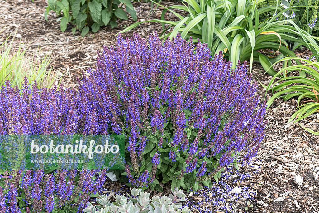 607207 - Woodland sage (Salvia nemorosa 'Violet Profusion')