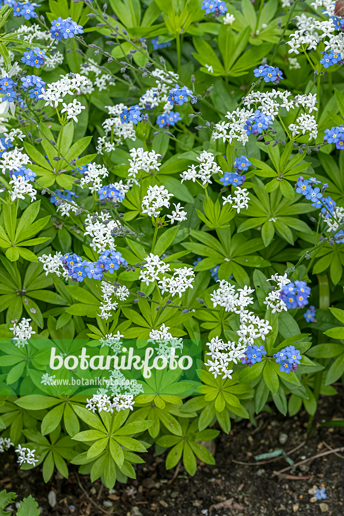 664150 - Woodruff (Galium odoratum) and wood forget-me-not (Myosotis sylvatica)