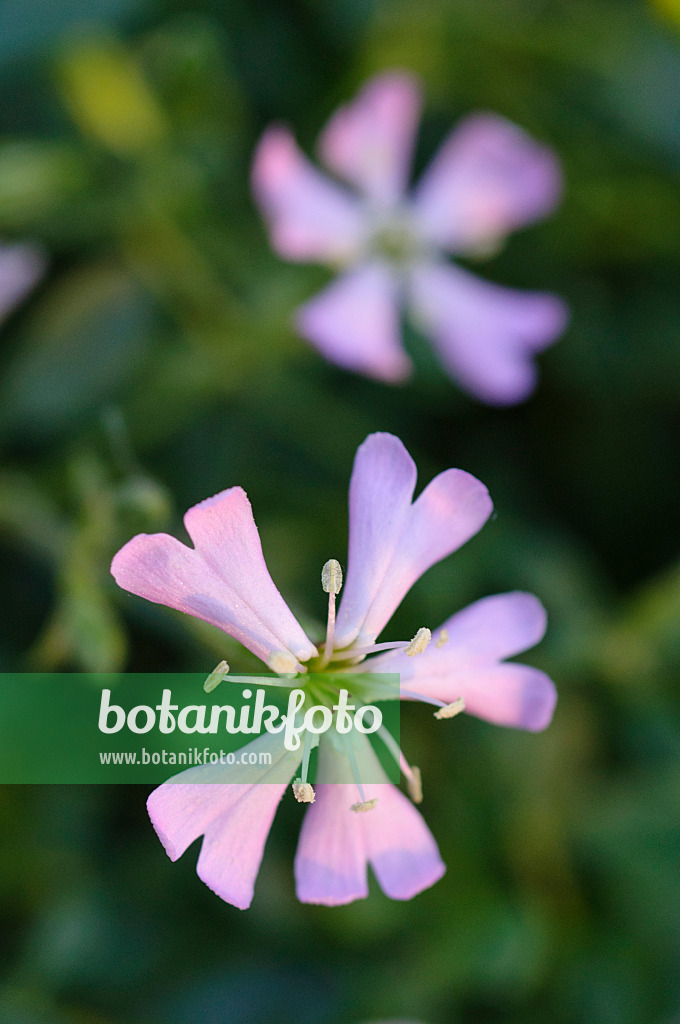 483063 - Woody catchfly (Silene fruticosa)