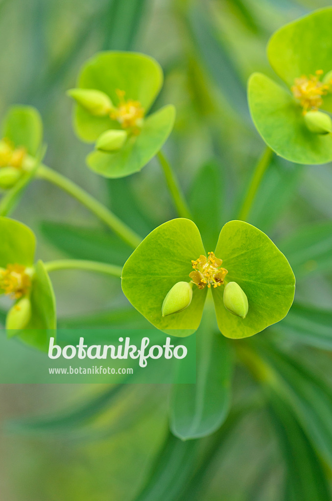 492026 - Woody spurge (Euphorbia dendroides)