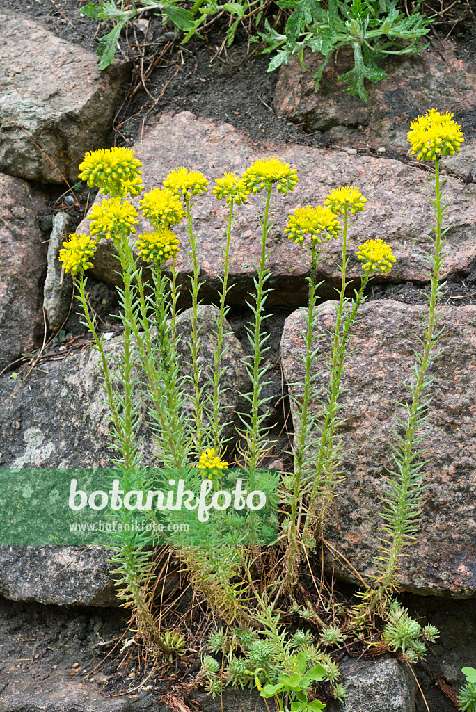 608135 - Wormleaf stonecrop (Sedum stenopetalum)