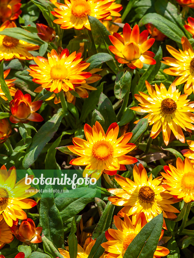 439268 - Xerochrysum bracteatum 'Sundaze Flame' syn. Helichrysum bracteatum 'Sundaze Flame'