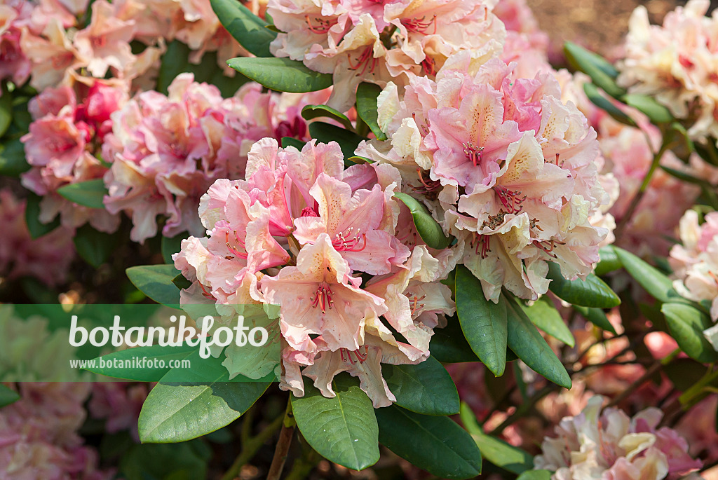 651465 - Yakushima rhododendron (Rhododendron degronianum subsp. yakushimanum 'Brasilia')