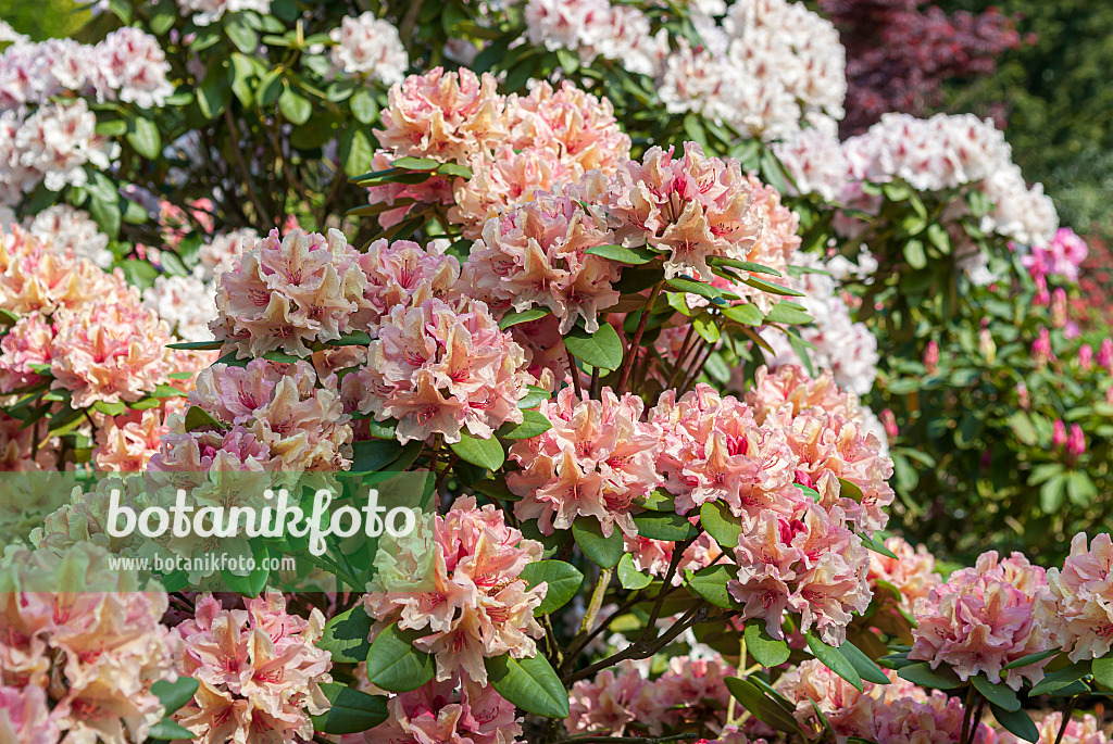 651466 - Yakushima rhododendron (Rhododendron degronianum subsp. yakushimanum 'Brasilia')