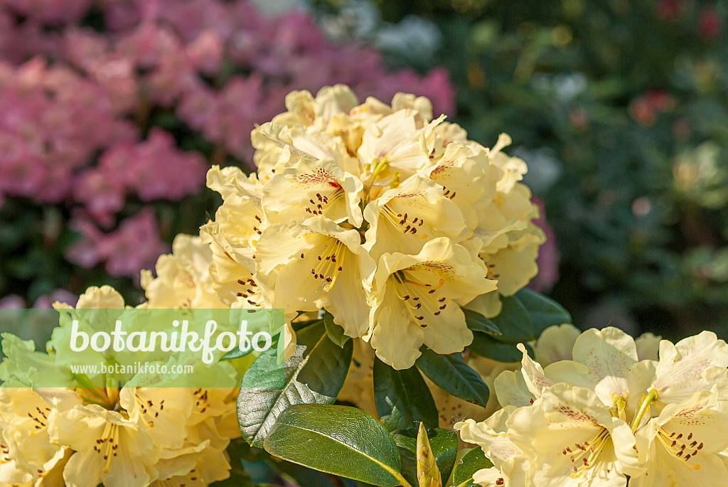 651467 - Yakushima rhododendron (Rhododendron degronianum subsp. yakushimanum 'Goldprinz')