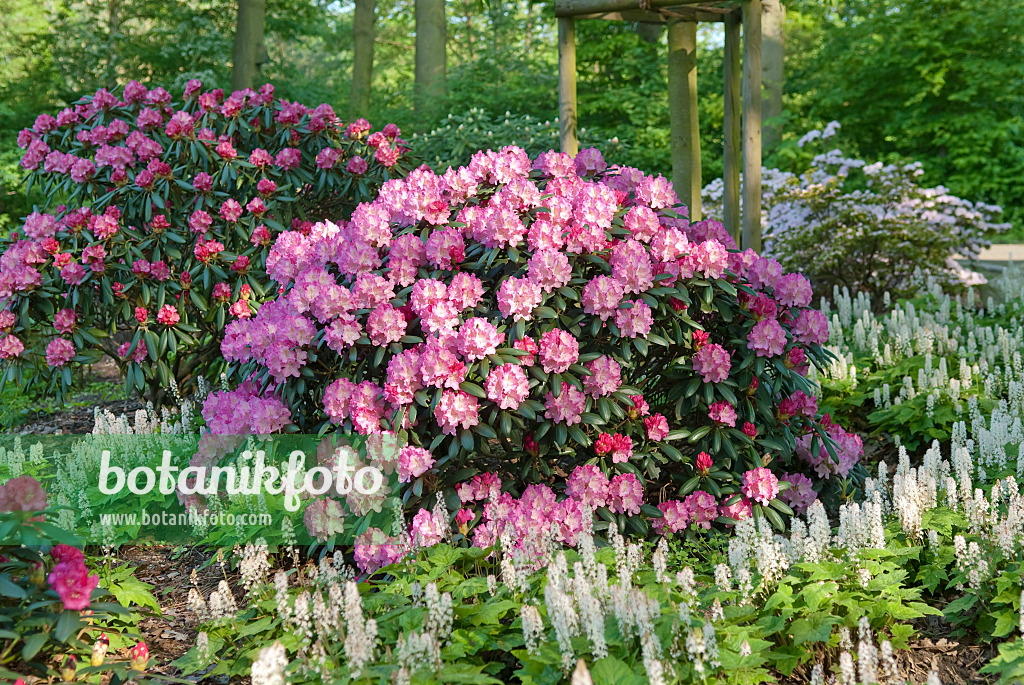 502407 - Yakushima rhododendron (Rhododendron degronianum subsp. yakushimanum 'Kalinka')