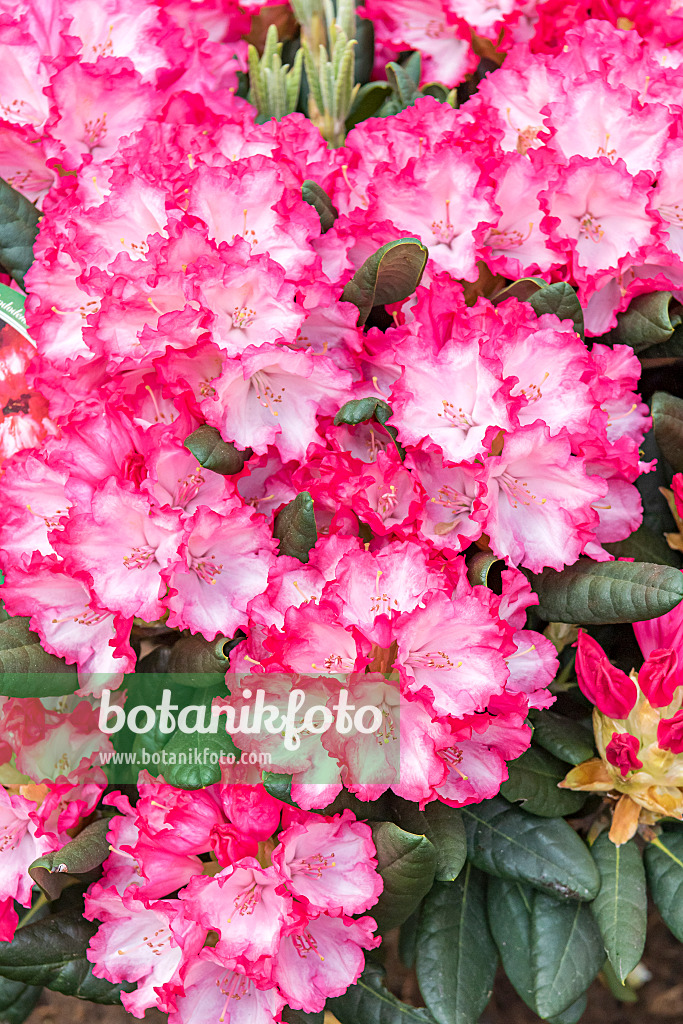 638302 - Yakushima rhododendron (Rhododendron degronianum subsp. yakushimanum 'Kokette')