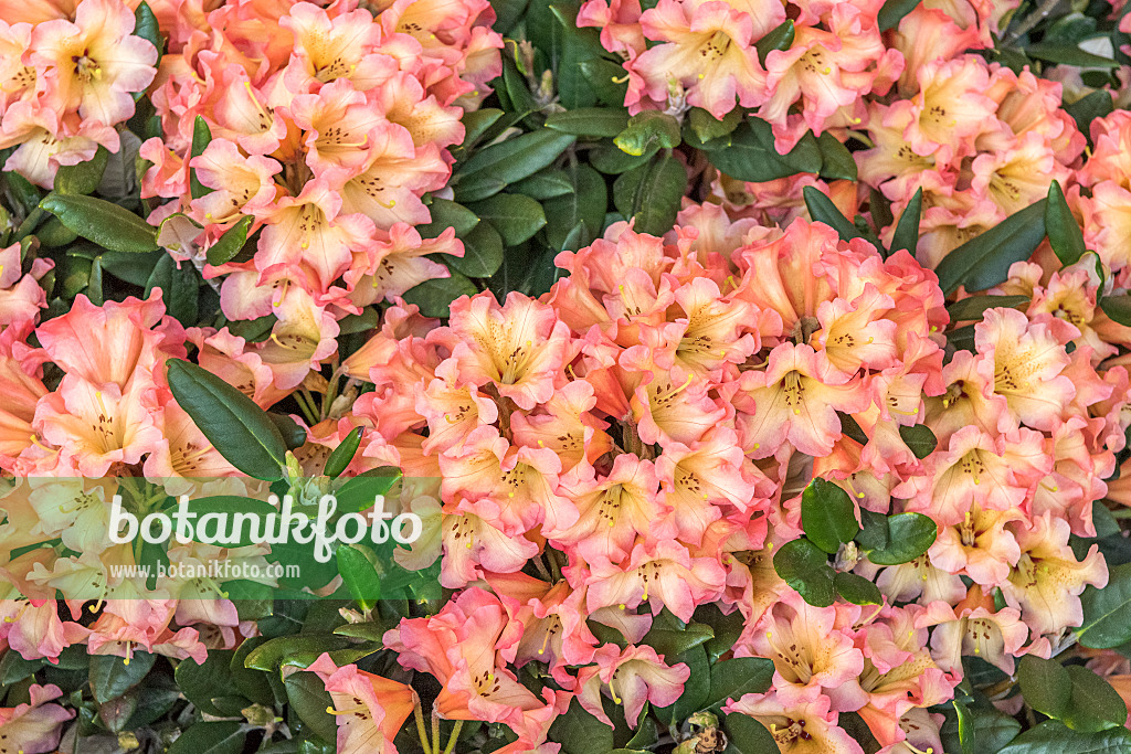 625341 - Yakushima rhododendron (Rhododendron degronianum subsp. yakushimanum 'Lullaby')