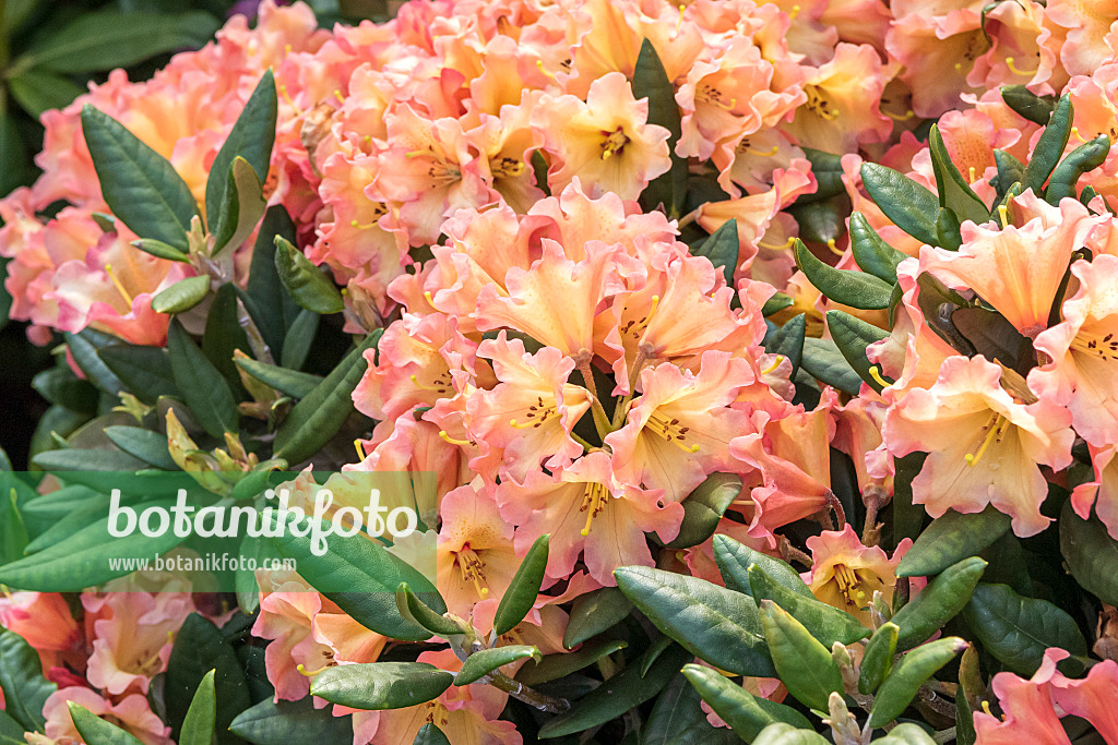 638257 - Yakushima rhododendron (Rhododendron degronianum subsp. yakushimanum 'Lullaby')