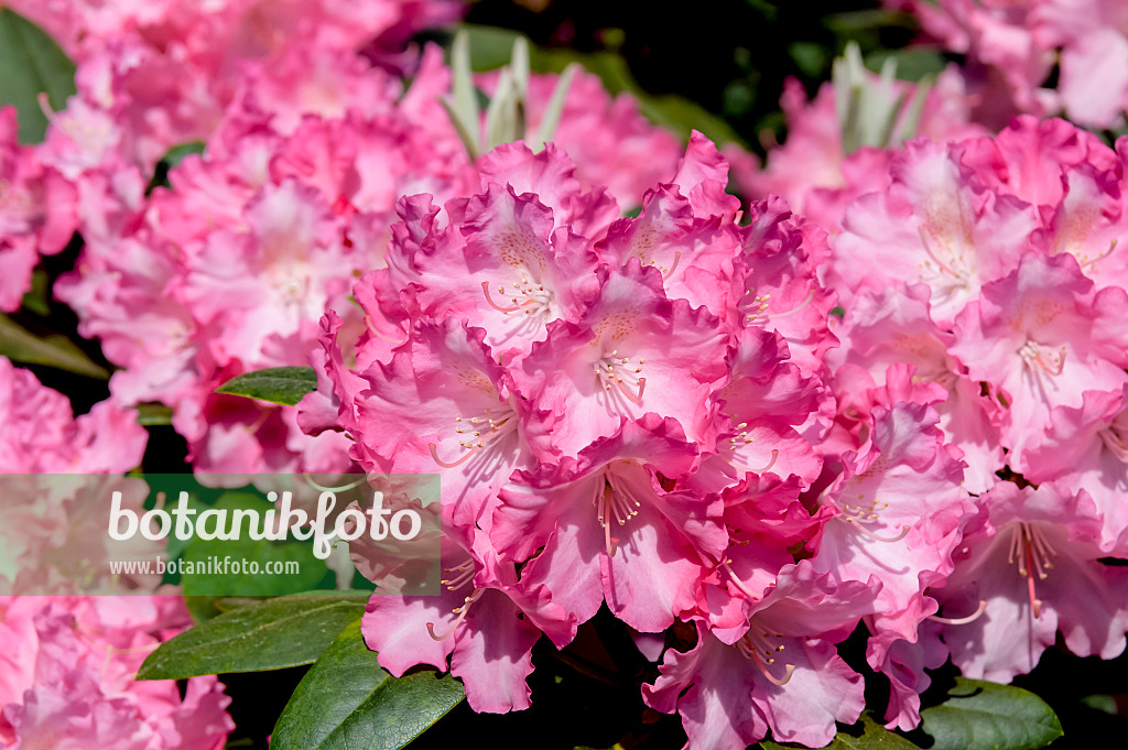 593178 - Yakushima rhododendron (Rhododendron degronianum subsp. yakushimanum 'Marlis')