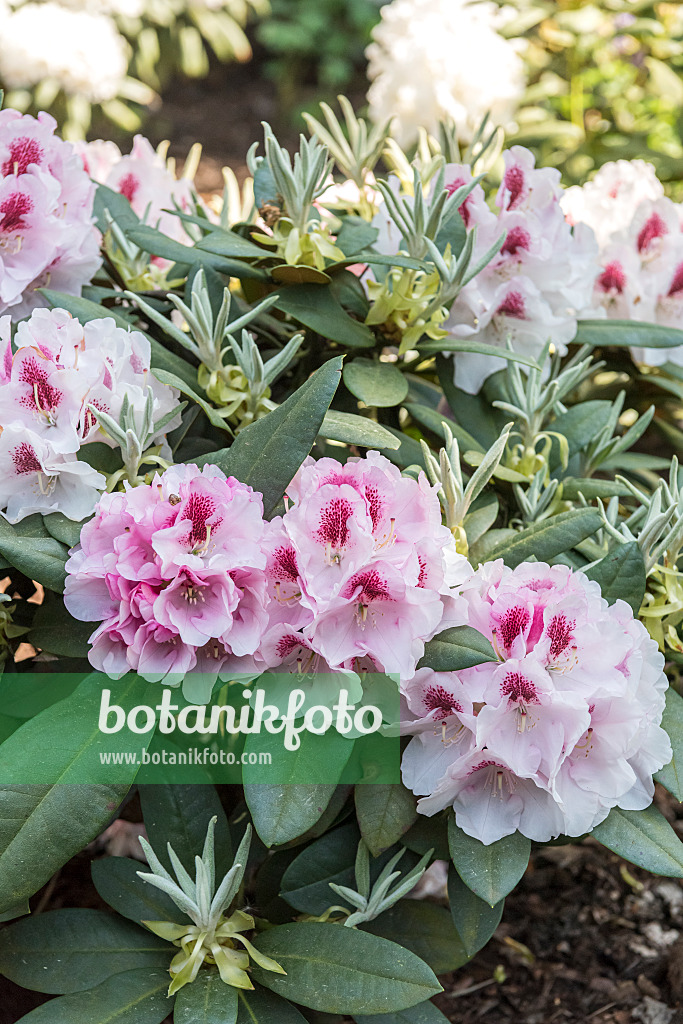638264 - Yakushima rhododendron (Rhododendron degronianum subsp. yakushimanum 'Nicoletta')
