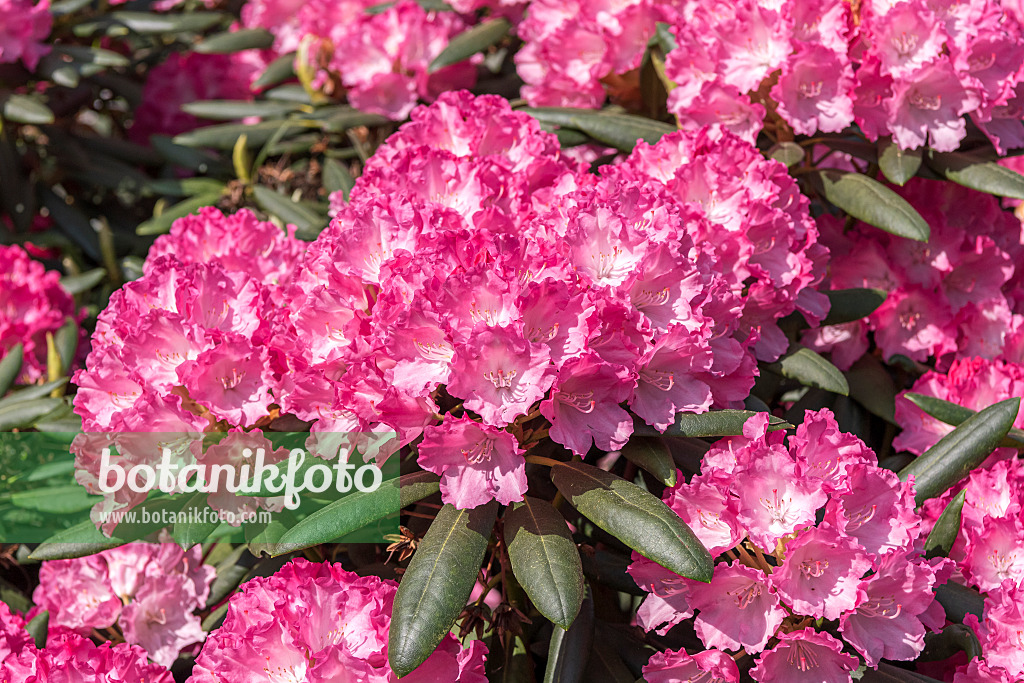 638265 - Yakushima rhododendron (Rhododendron degronianum subsp. yakushimanum 'Ninotschka')