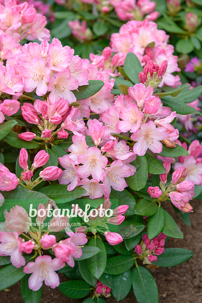 558221 - Yakushima rhododendron (Rhododendron degronianum subsp. yakushimanum 'Percy Wiseman')